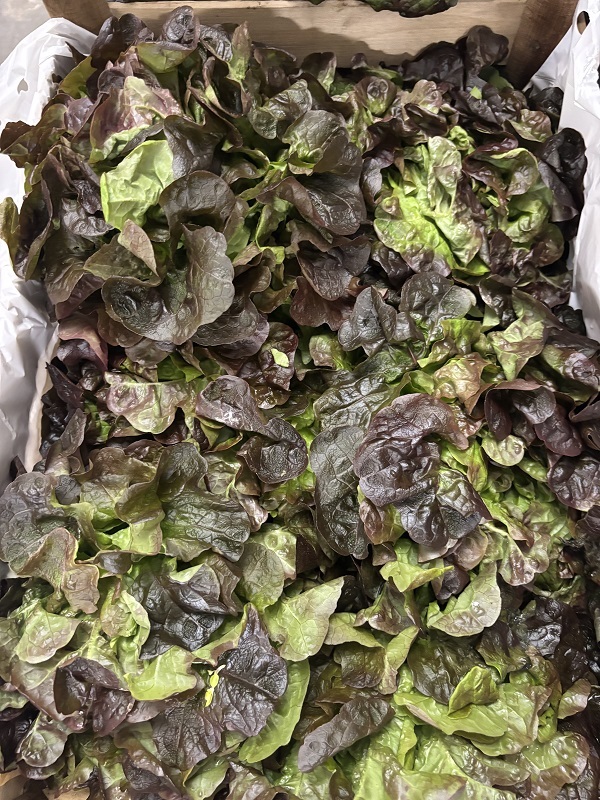 SALADE FEUILLE CHENE ROUGE  FR