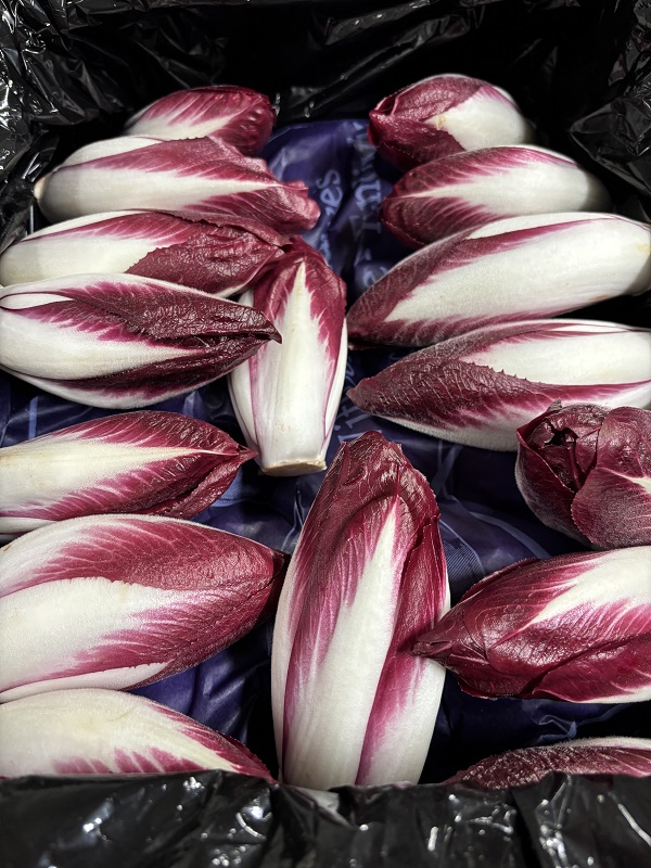 ENDIVE CARMINE