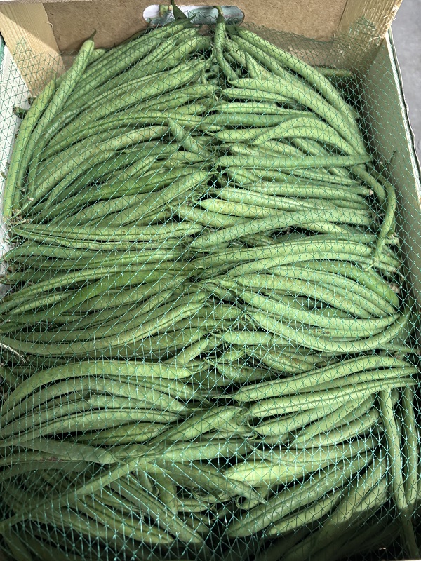 HARICOT  VERT MAROC