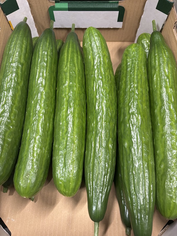 CONCOMBRE RELISSON  BELGE