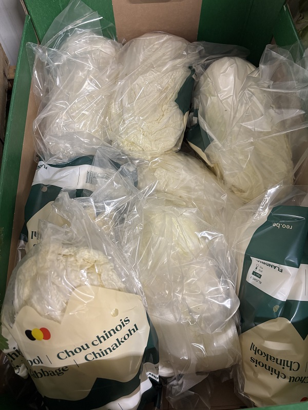 CHOU  CHINOIS  BELGE