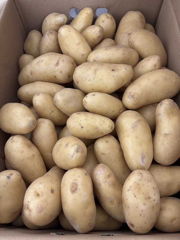 PDT AMANDINE  FRANCE