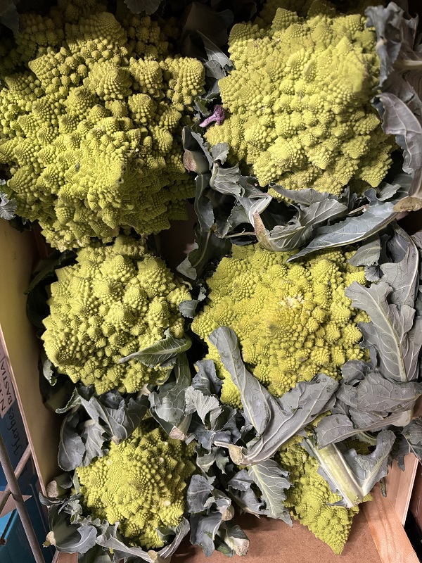 CHOU ROMANESCU BELGE