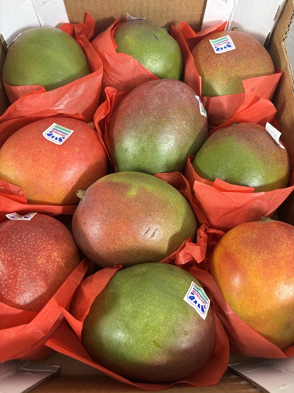 MANGUE BATEAU REPUBLIQUE DOMINICAINE