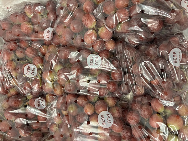 RAISIN  RED GLOBE PEROU