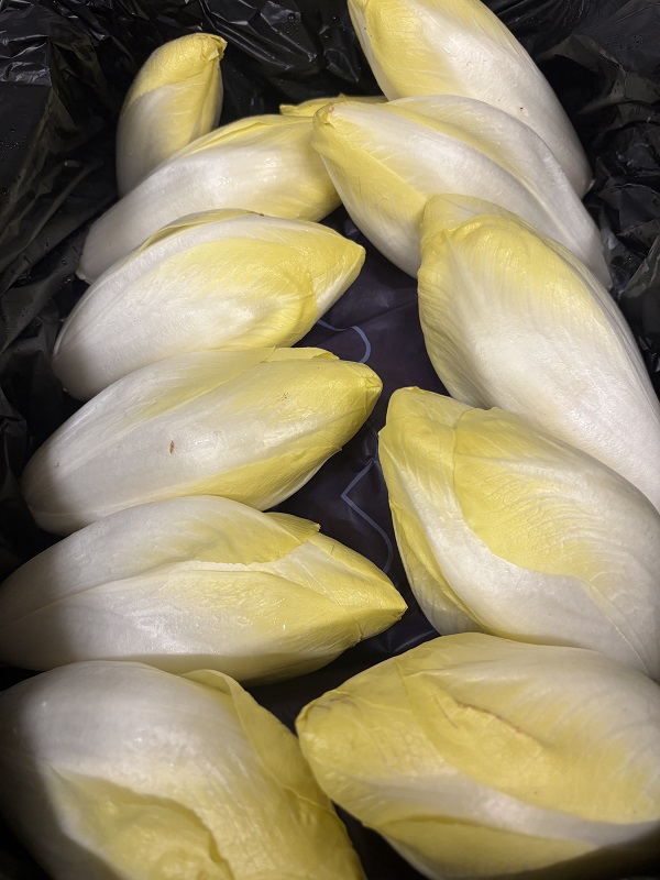 ENDIVE  BELGE