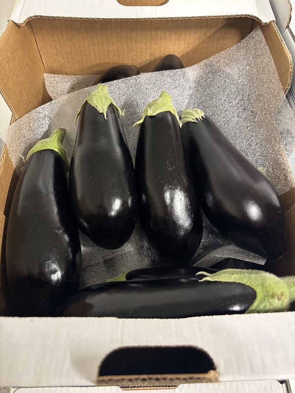 AUBERGINE ESP 5 KG