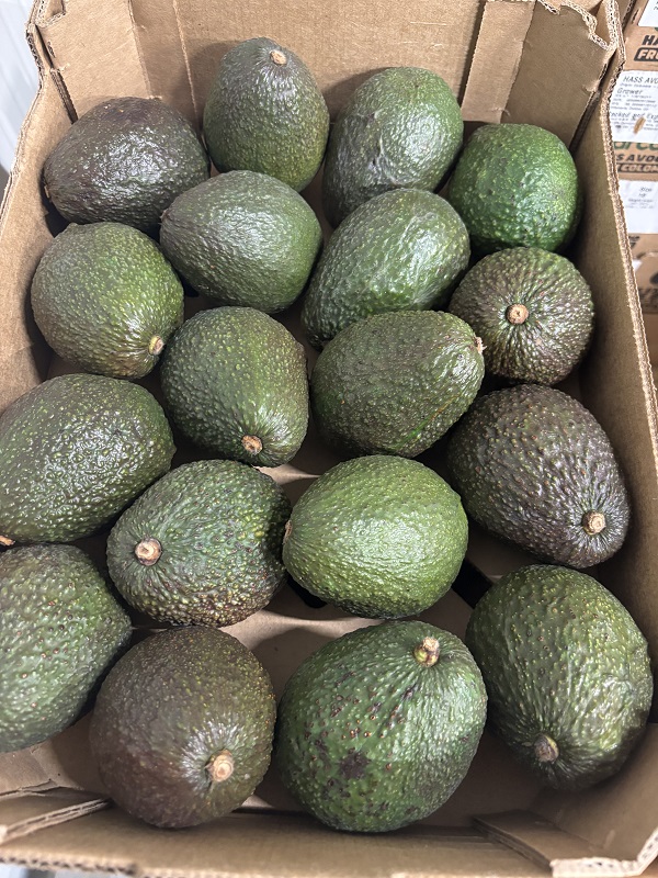AVOCAT VERT HASS KENYA
