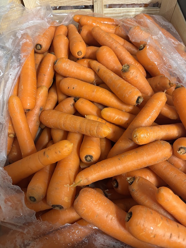 CAROTTE  VRAC  12 KG PORT