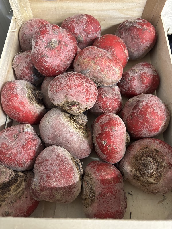 CHIOGGIA ROUGE FRANCE